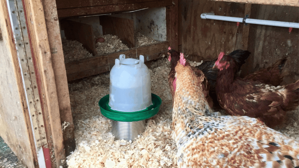 DIY Chicken Waterer