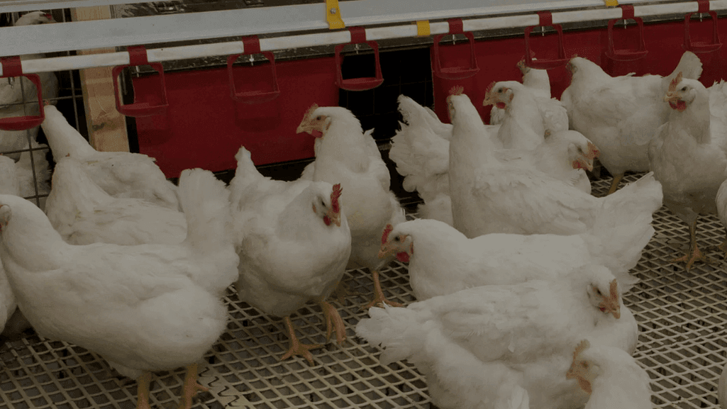 DIY poultry waterer maintenance