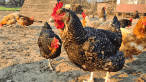 How Long Do Chickens Live