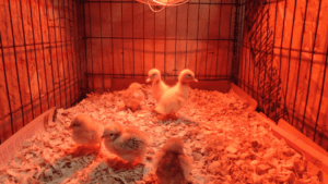 How Long Do Chicks Need a Heat Lamp