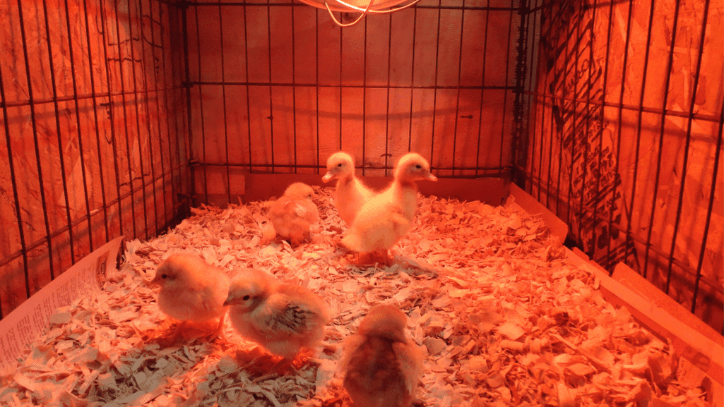 How Long Do Chicks Need a Heat Lamp