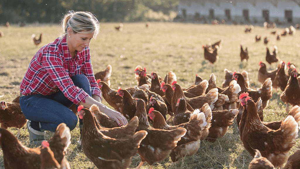 Impact on chicken supply chain