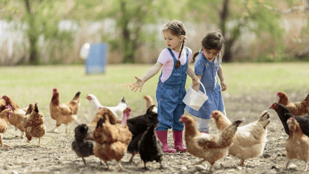 Indoor Chicken Care