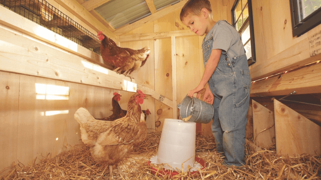 Indoor Chicken Coop Setup