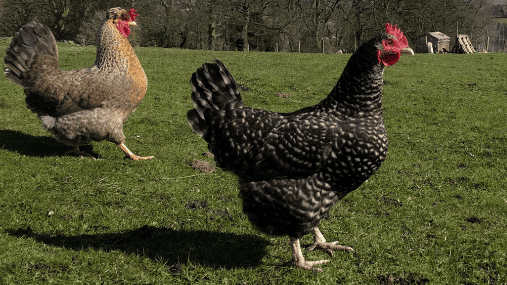 Optimal Egg Output Hybrid Breeds