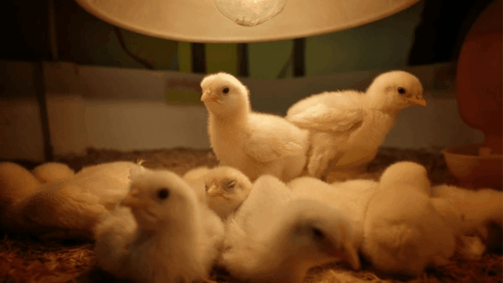 Raising Chicks with Heat Lamp