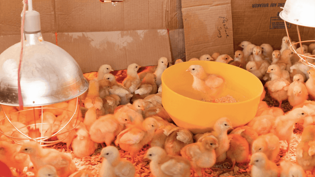 Selecting a heat lamp for baby chicks