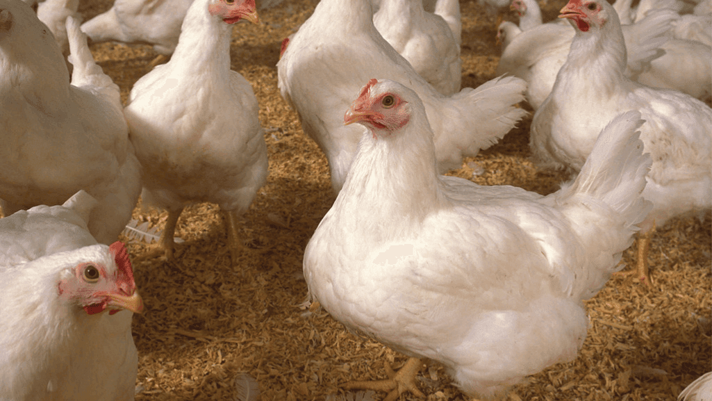 broiler chickens