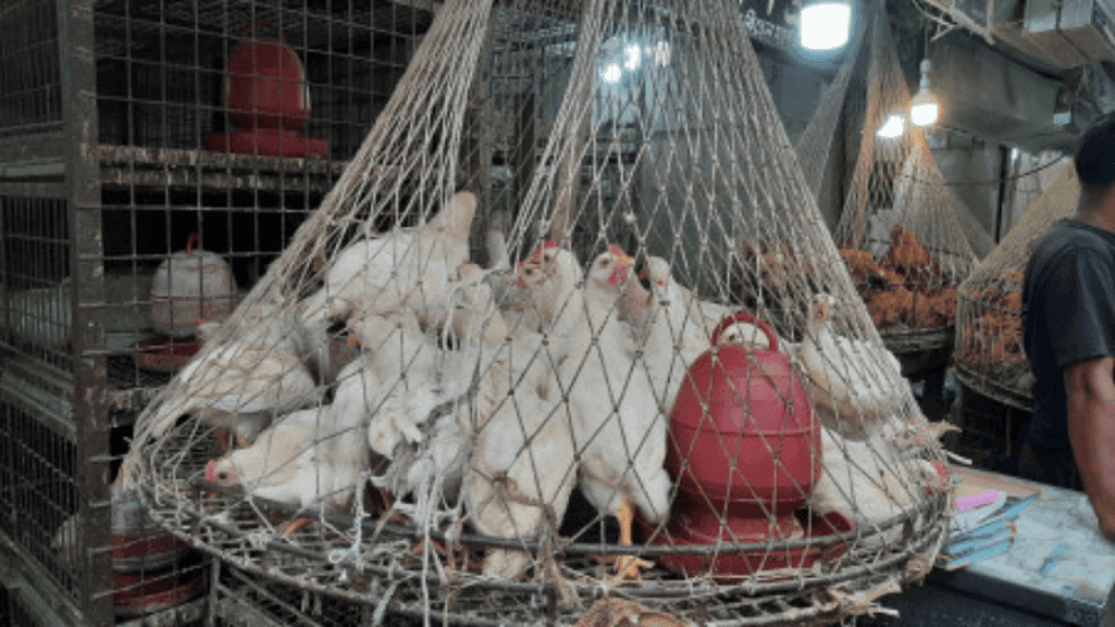 chicken cost per kilogram