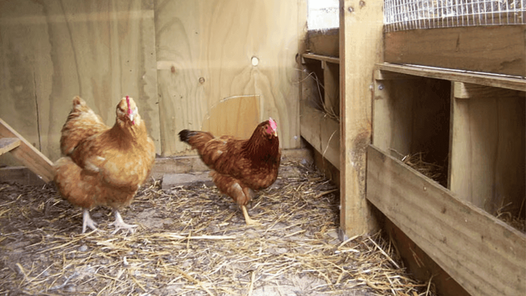 chicken run flooring options