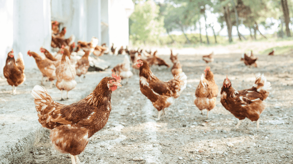 chickens longevity