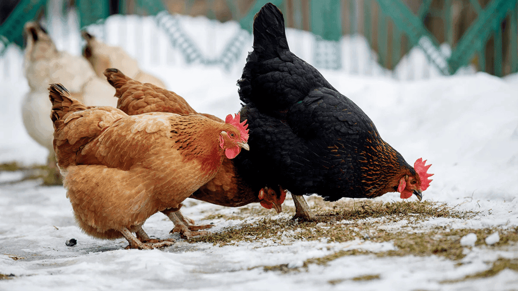 cold-hardy chicken breeds