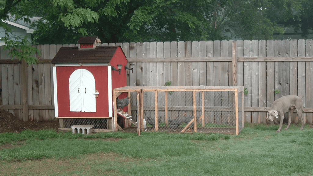 economical backyard chicken coop designs