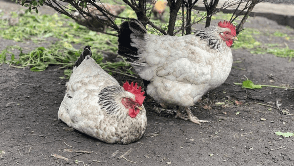 egg-laying hens and Chickens Breed 