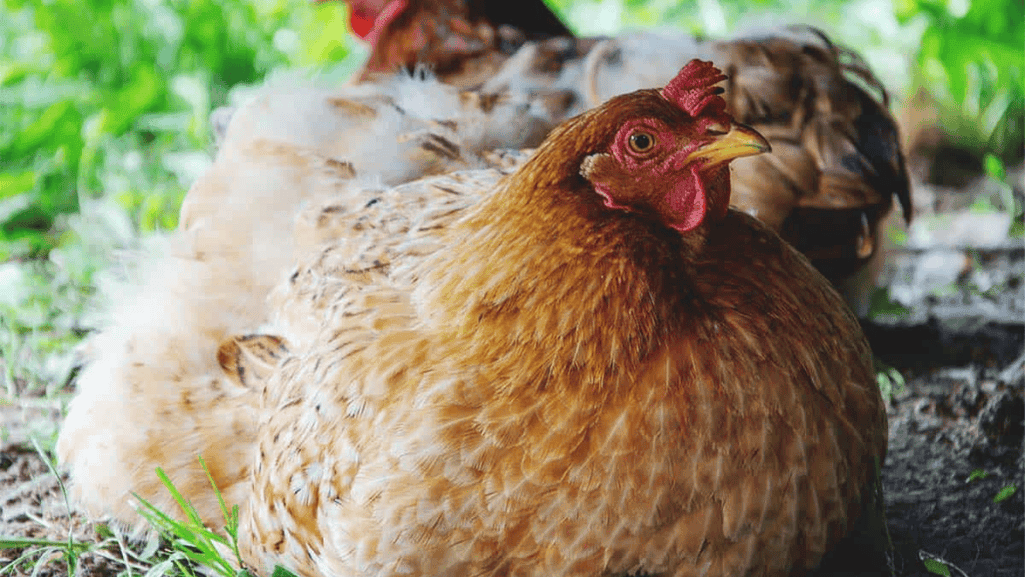 extending chicken lifespan