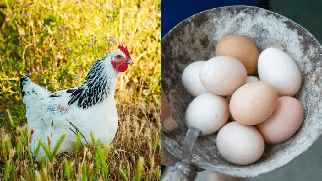 productive egg layers