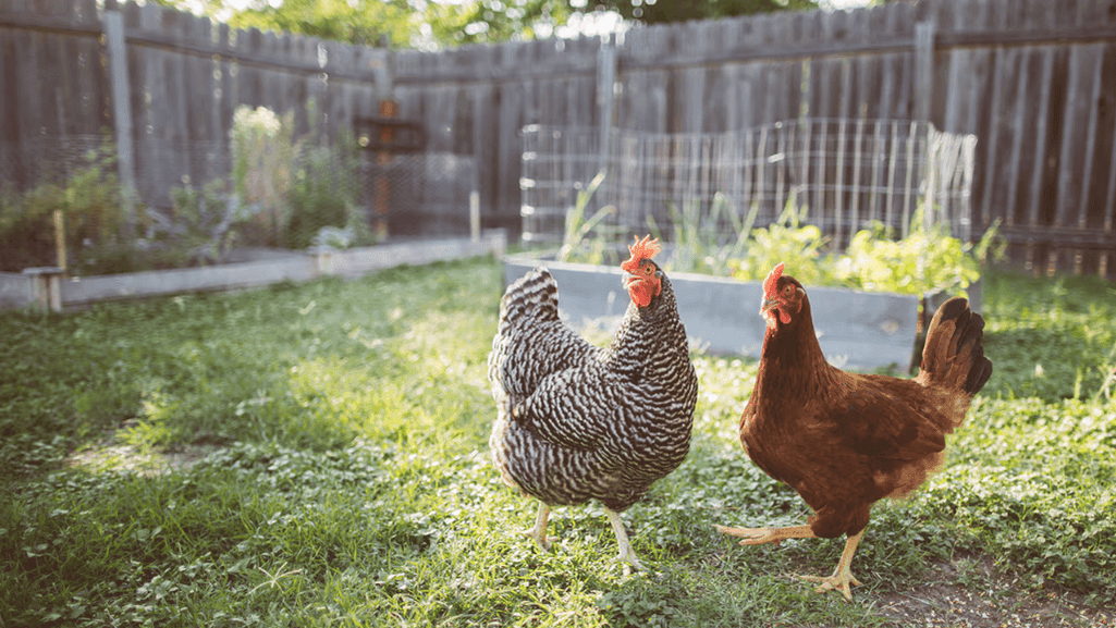tips for keeping chickens indoors