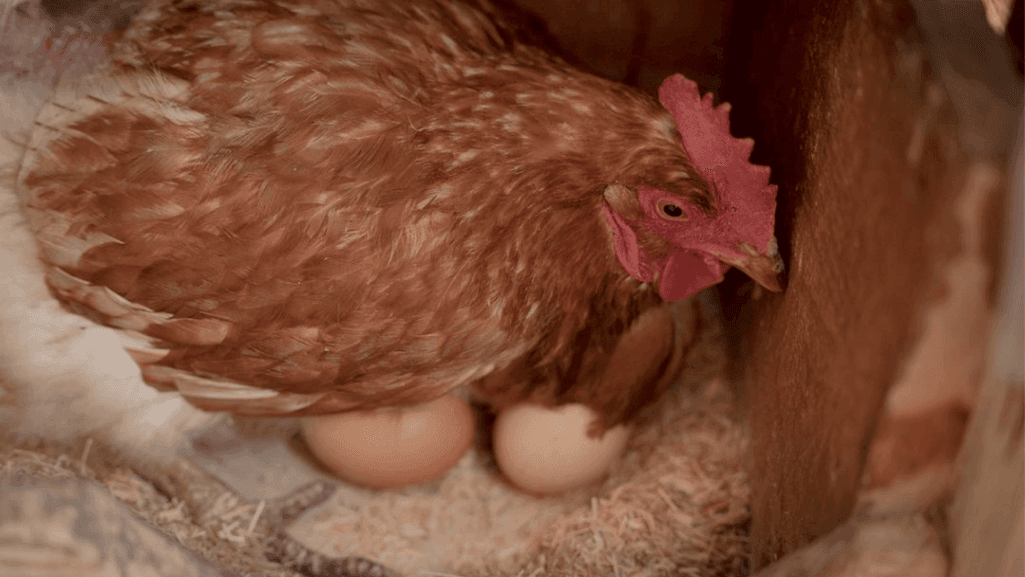 Best Chickens for Eggs