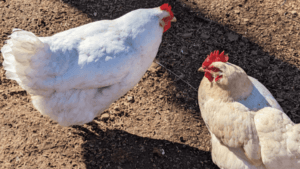 Good Egg Producing Chickens