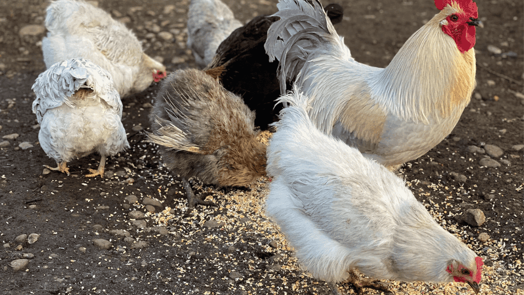 Hedemora chicken breed