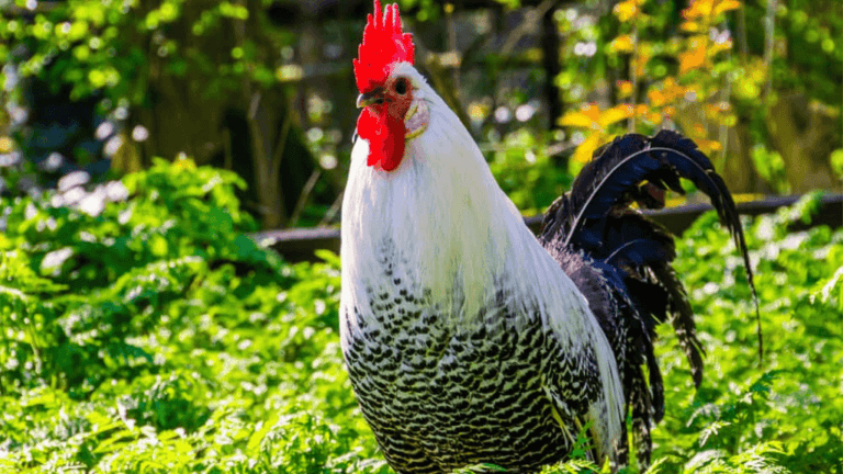Ultra Rare Chicken Breeds