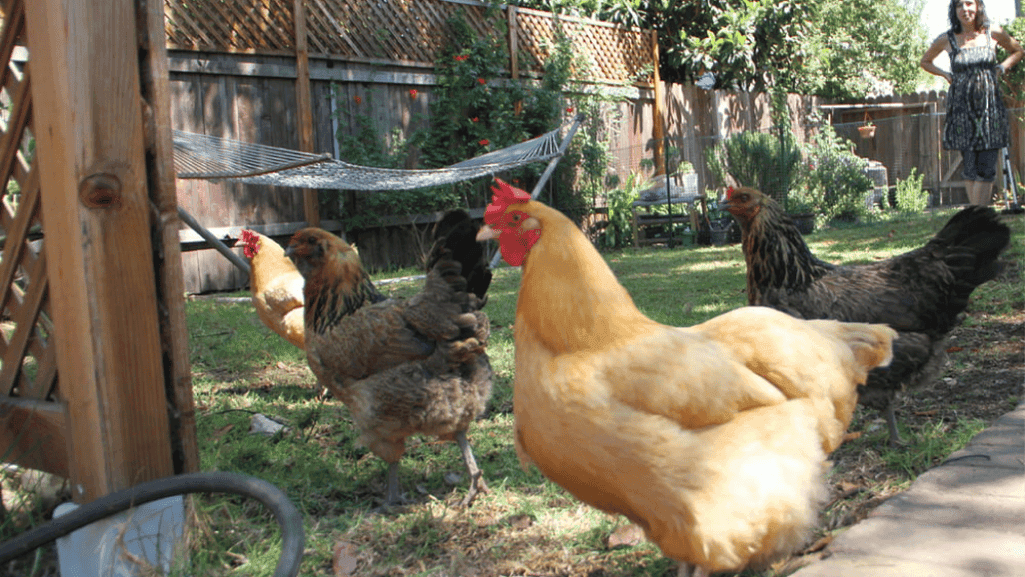 backyard chicken