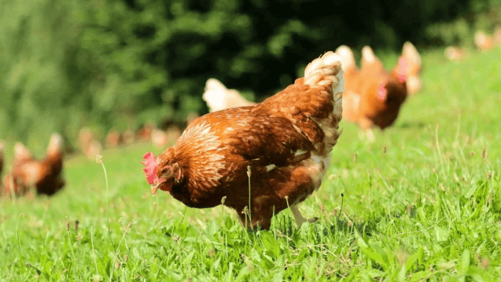 backyard flock climate adaptability