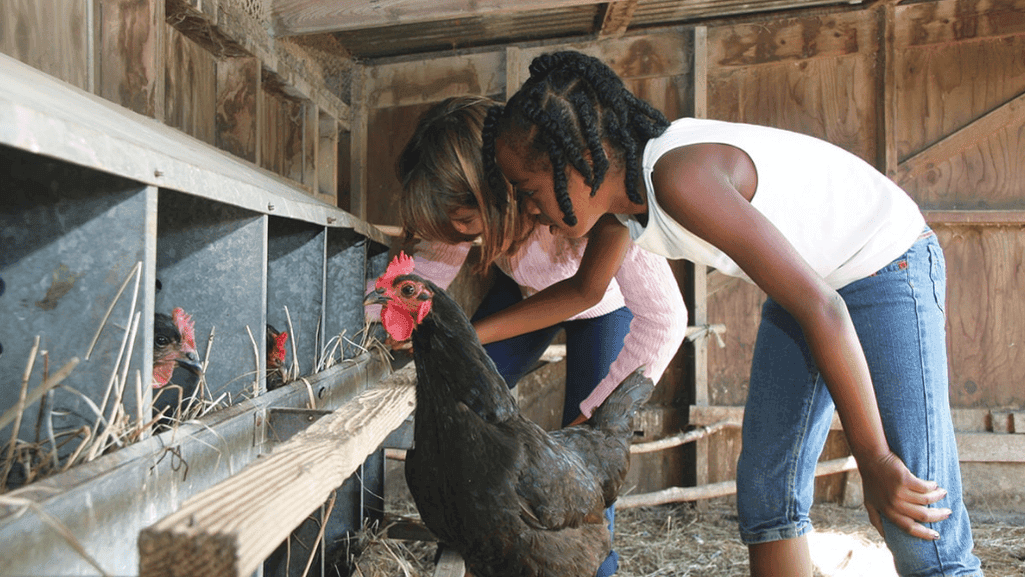 breed-specific chicken care