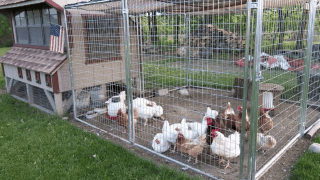 chicken coop design