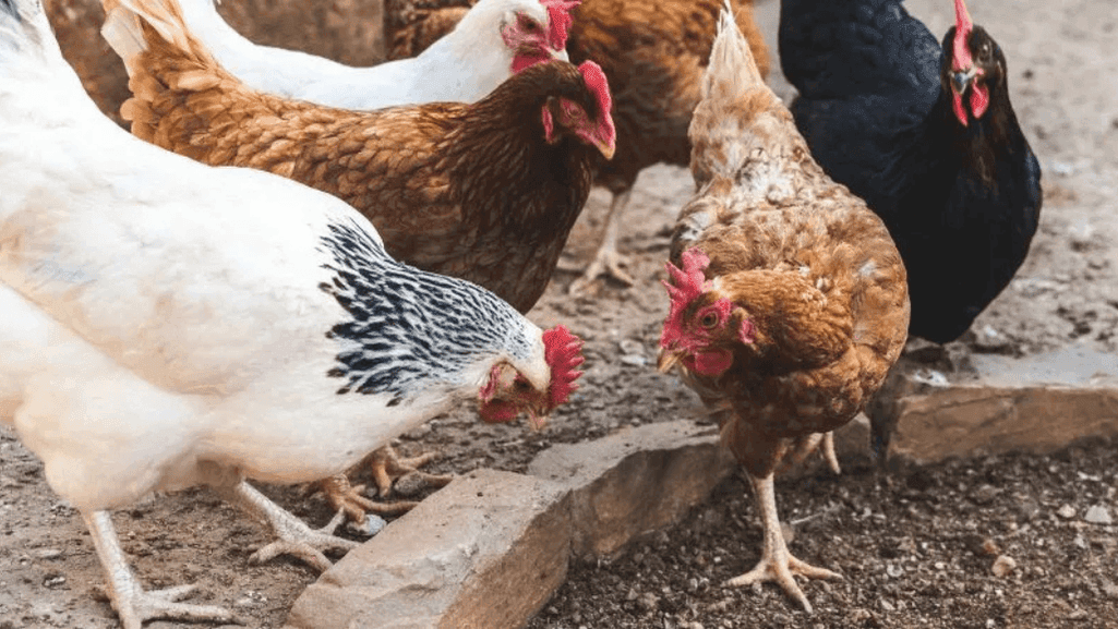 dual-purpose chicken breeds