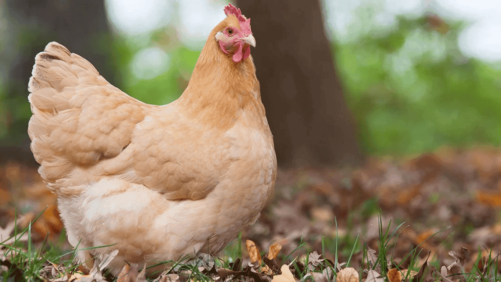 egg production factors