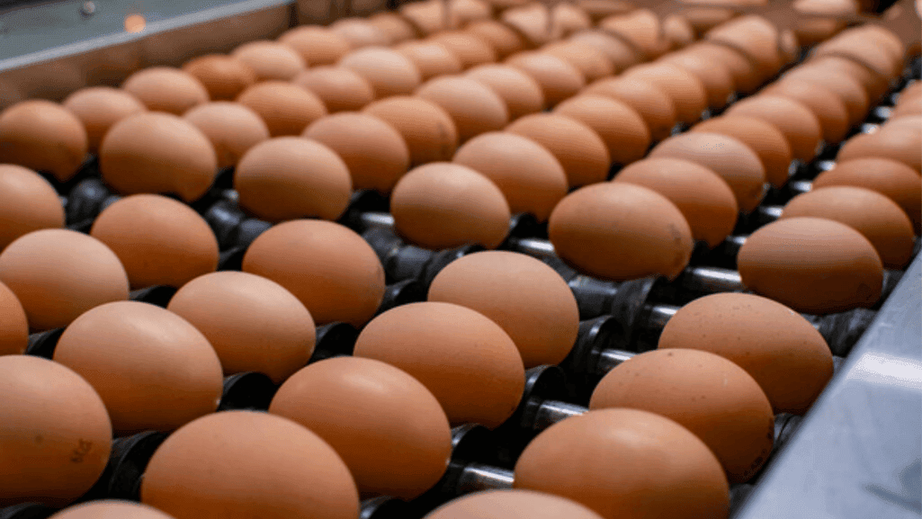 egg production factors