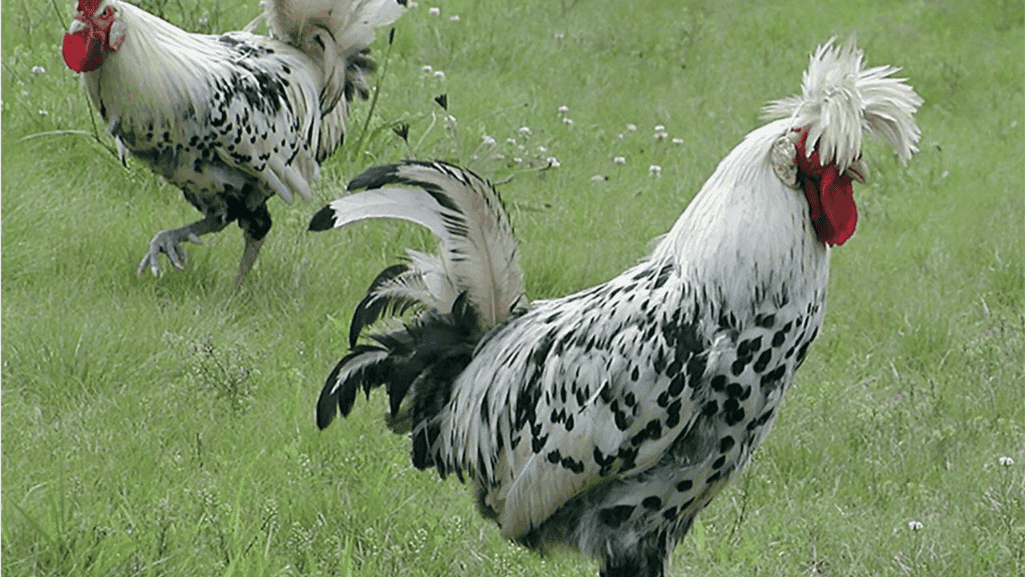 heritage chicken breeds