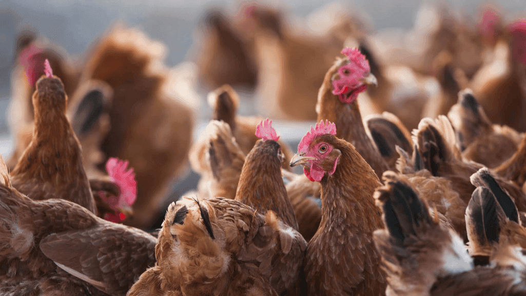 heritage vs hybrid chicken breeds