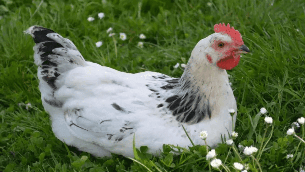 high egg production breeds