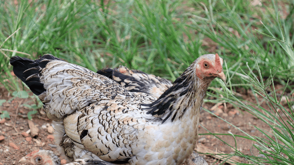 high-performing chicken breeds