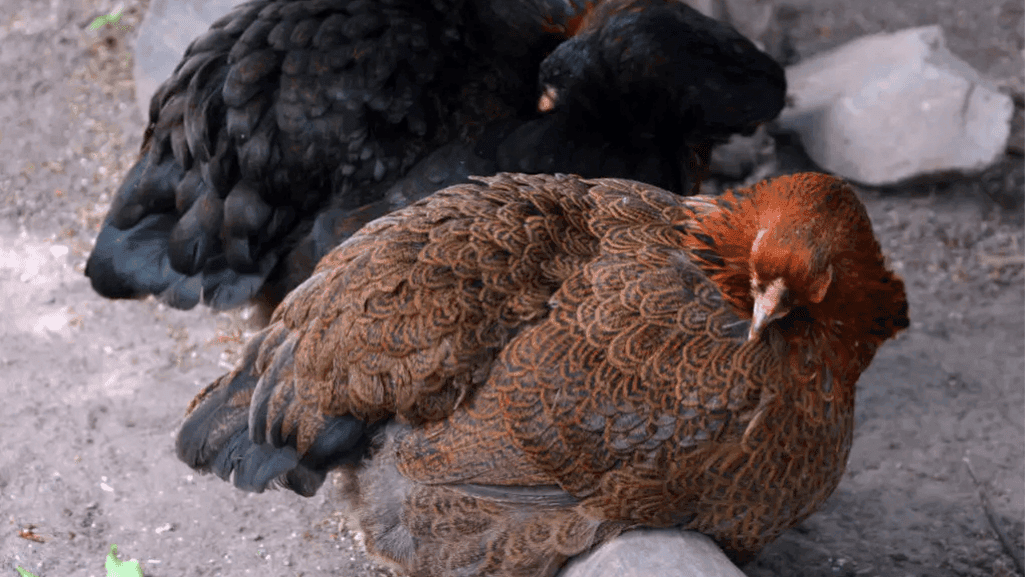 hybrid chicken breeds