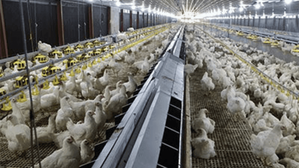lightweight poultry house