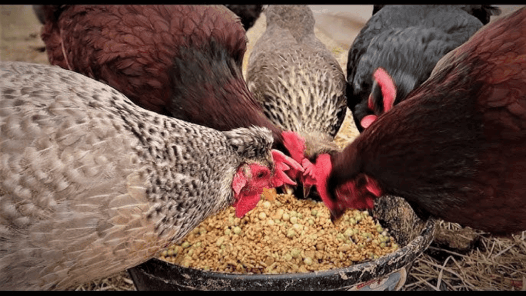nutrition for egg-laying chickens