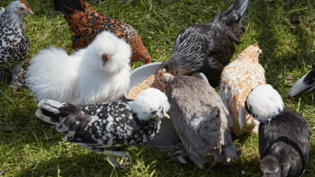 ornamental Sultan chicken