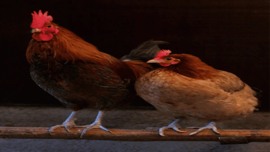 unique poultry traits