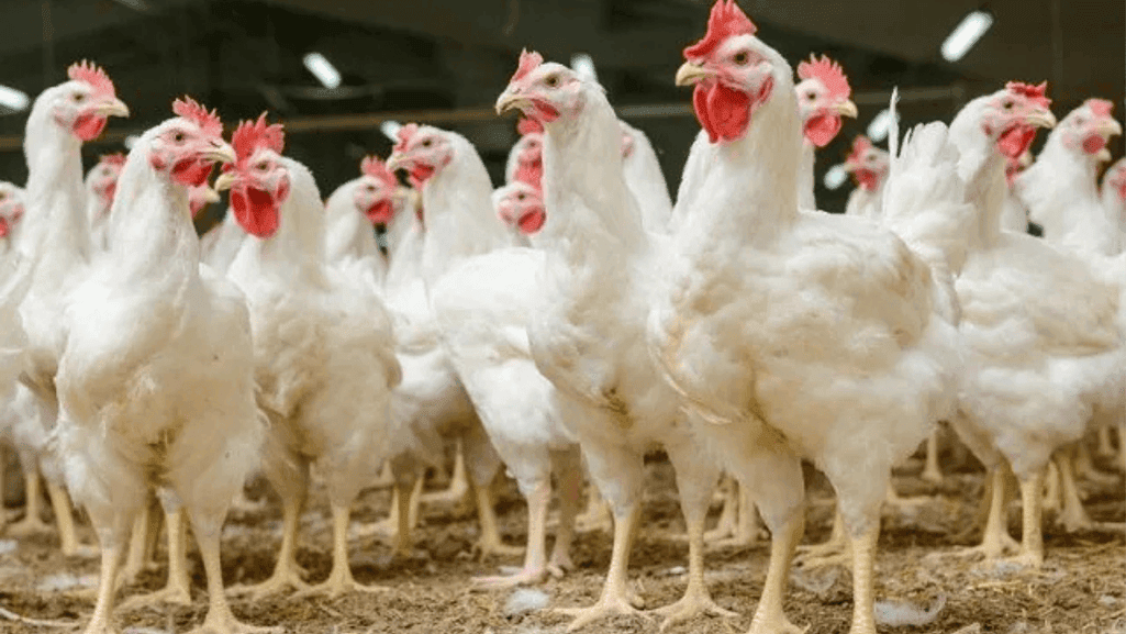 Age of Chicken
