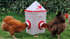 Best Poultry Feeder