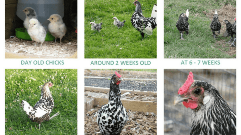 Chicken Age Chart