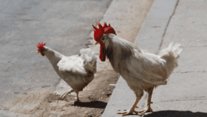 Crossing Chickens