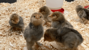 Hen Growth Stages