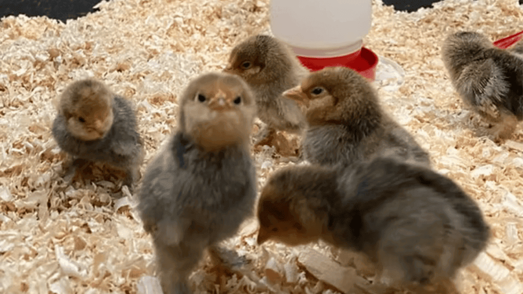 Hen Growth Stages