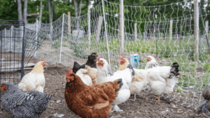 Heritage Chicken Farming