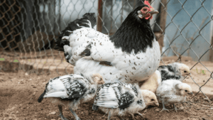 How Long Does It Take for a Chicken to Grow