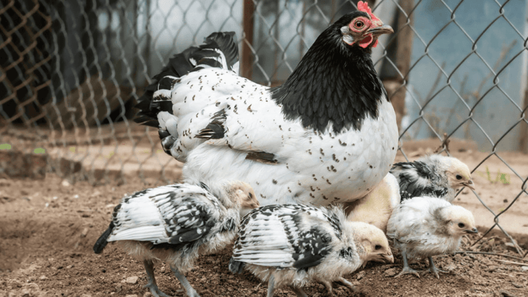 How Long Does It Take for a Chicken to Grow